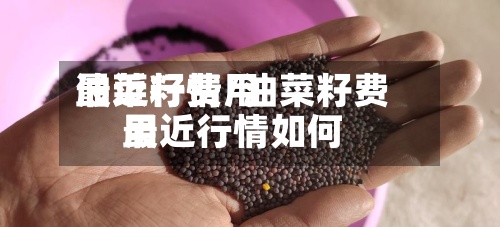 油菜籽费用最近行情/油菜籽费用最近行情如何-第2张图片