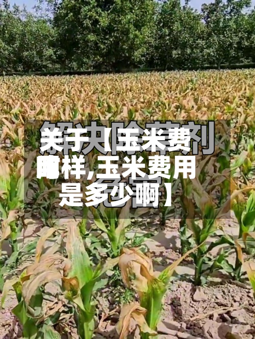 关于【玉米费用咋样,玉米费用是多少啊】-第2张图片