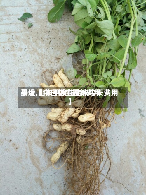 最近【今日花生最新费用平度,山东平度花生米今天费用】