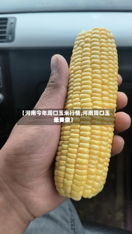 【河南今年周口玉米行情,河南周口玉米费用是多少】-第2张图片
