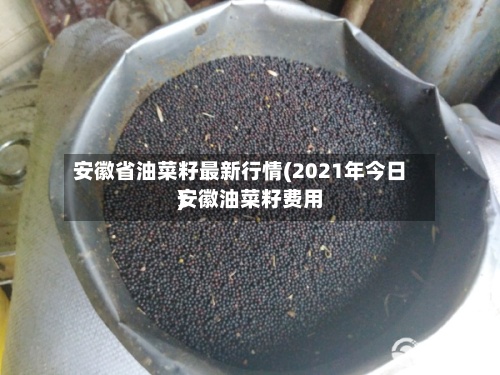 安徽省油菜籽最新行情(2021年今日安徽油菜籽费用
)-第2张图片