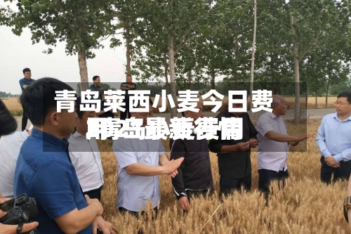 青岛莱西小麦今日费用/青岛小麦费用2021最新行情