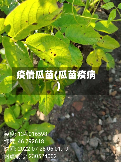 疫情瓜苗(瓜苗疫病)