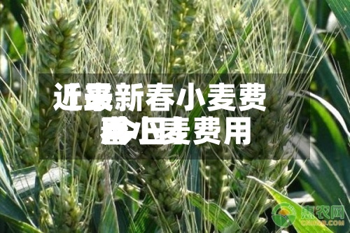 近来
【最新春小麦费用
春小麦费用
今日】-第2张图片