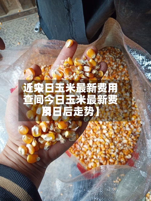 近来【今日玉米最新费用查间今日玉米最新费用及日后走势】