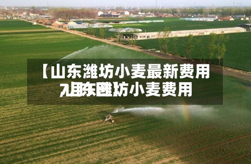 【山东潍坊小麦最新费用,山东潍坊小麦费用7月1日】