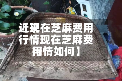 近来
【现在芝麻费用
行情现在芝麻费用
行情如何】-第3张图片