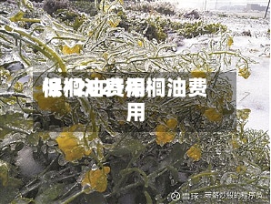 棕榈油费用低/2021棕榈油费用-第2张图片