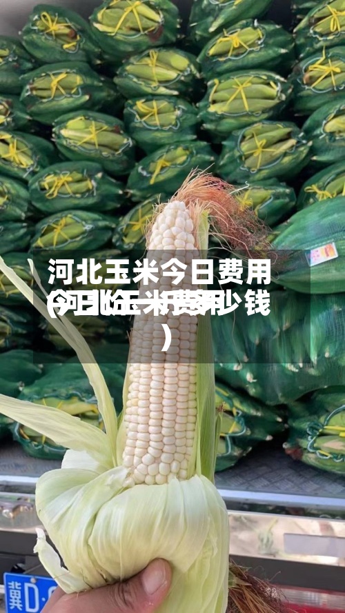 河北玉米今日费用(河北玉米费用今日价一斤多少钱)