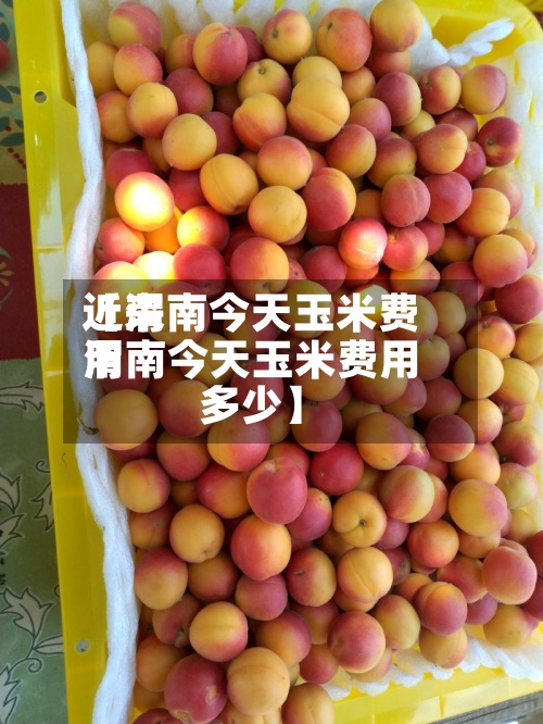 近来【渭南今天玉米费用渭南今天玉米费用多少】-第2张图片