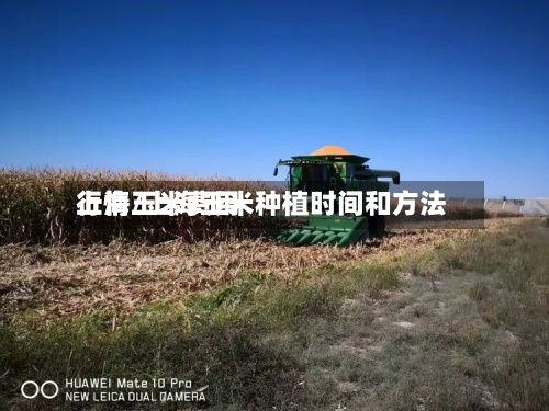 上海玉米费用行情/上海玉米种植时间和方法-第2张图片