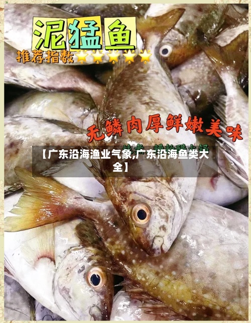 【广东沿海渔业气象,广东沿海鱼类大全】
