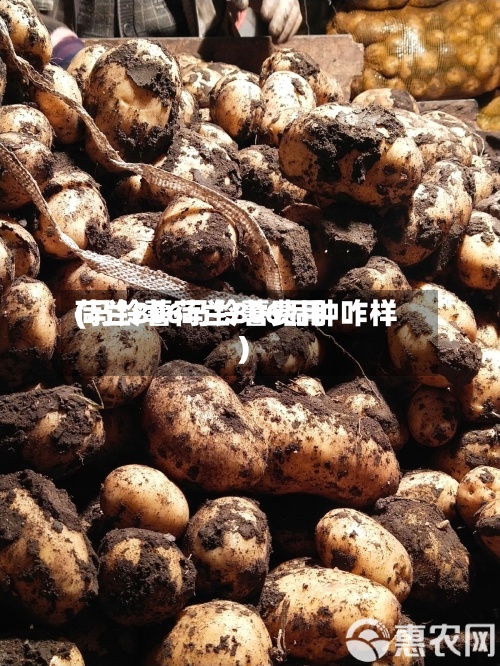 荷兰806马铃薯费用
(马铃薯荷兰806品种咋样)-第2张图片