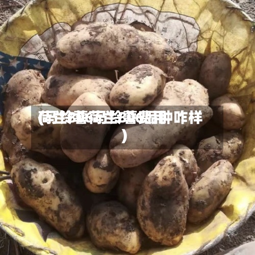 荷兰806马铃薯费用(马铃薯荷兰806品种咋样)