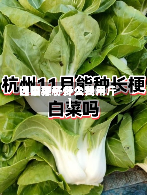 近来【白菜籽什么费用白菜种子多少钱一斤】-第3张图片
