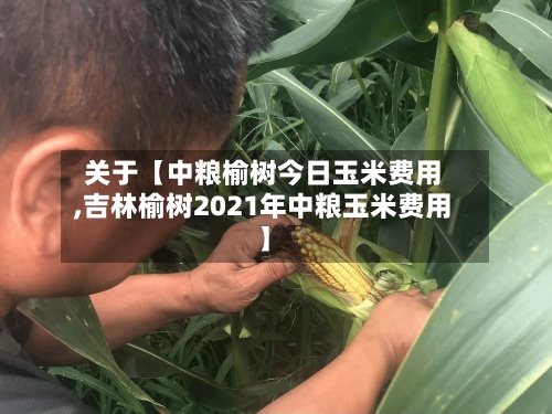 关于【中粮榆树今日玉米费用,吉林榆树2021年中粮玉米费用】