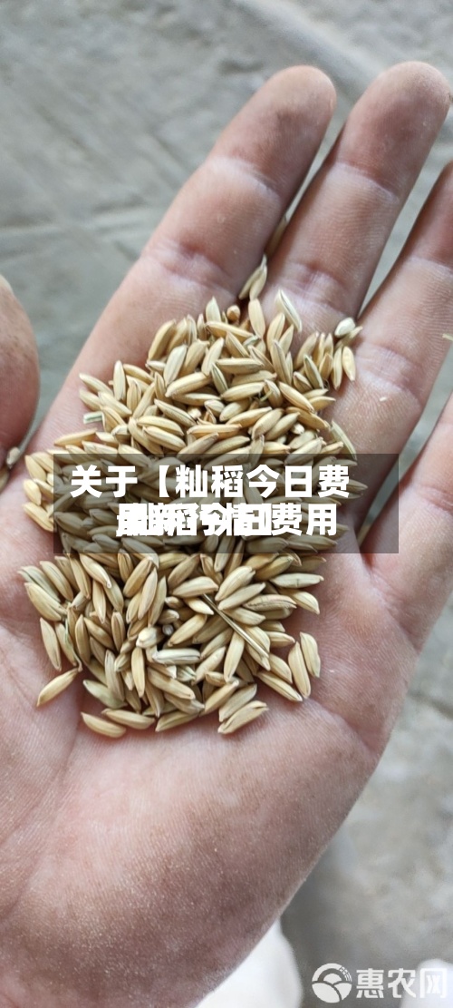 关于【籼稻今日费用,籼稻今日费用最新行情】