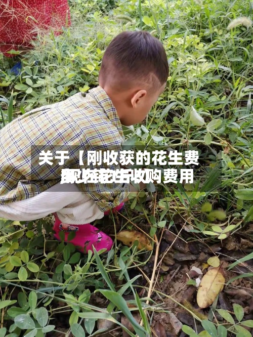 关于【刚收获的花生费用,现在花生收购费用多少钱1斤?】-第3张图片