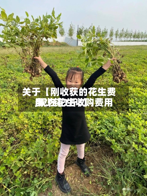 关于【刚收获的花生费用,现在花生收购费用多少钱1斤?】-第2张图片