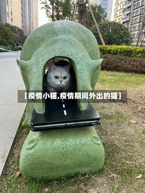 【疫情小猫,疫情期间外出的猫】