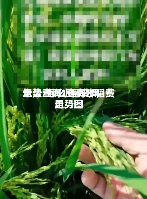 怎么查询水稻费用走势/怎么查询水稻费用走势图