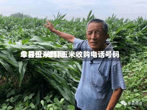 单县玉米费用
今日价/单县玉米收购电话号码-第2张图片