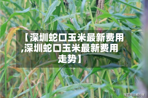 【深圳蛇口玉米最新费用,深圳蛇口玉米最新费用走势】-第3张图片