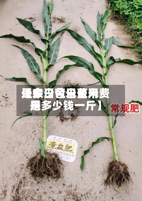 近来【今日苞米费用是多少今日苞米费用是多少钱一斤】-第2张图片