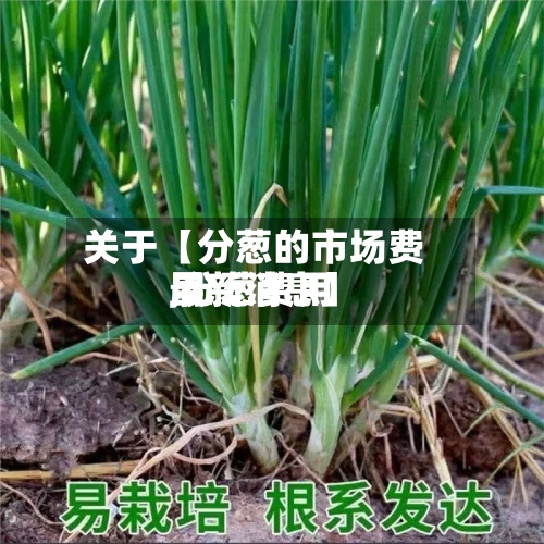 关于【分葱的市场费用,分葱费用最新消息】-第2张图片