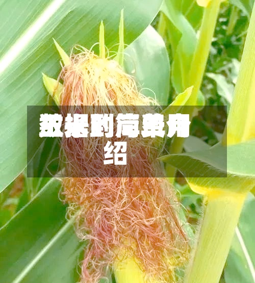 玉米到岸费用数据的简单介绍-第2张图片