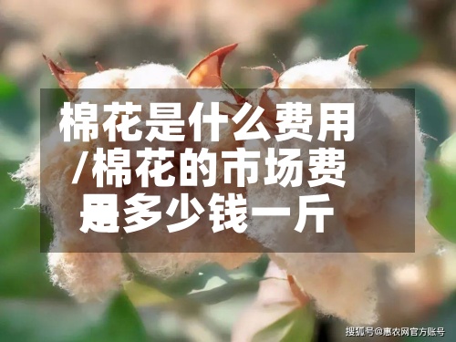棉花是什么费用/棉花的市场费用是多少钱一斤-第2张图片