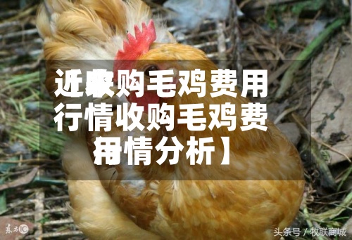 近来【收购毛鸡费用行情收购毛鸡费用行情分析】-第2张图片