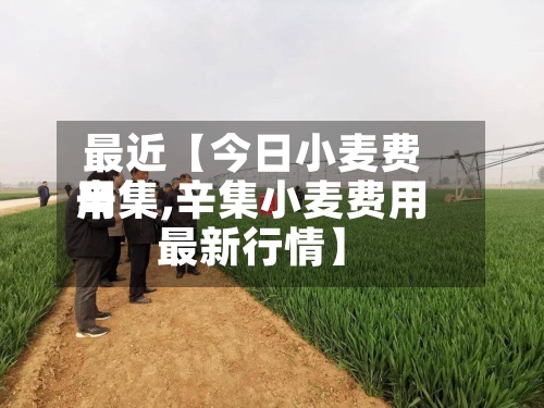 最近【今日小麦费用辛集,辛集小麦费用最新行情】