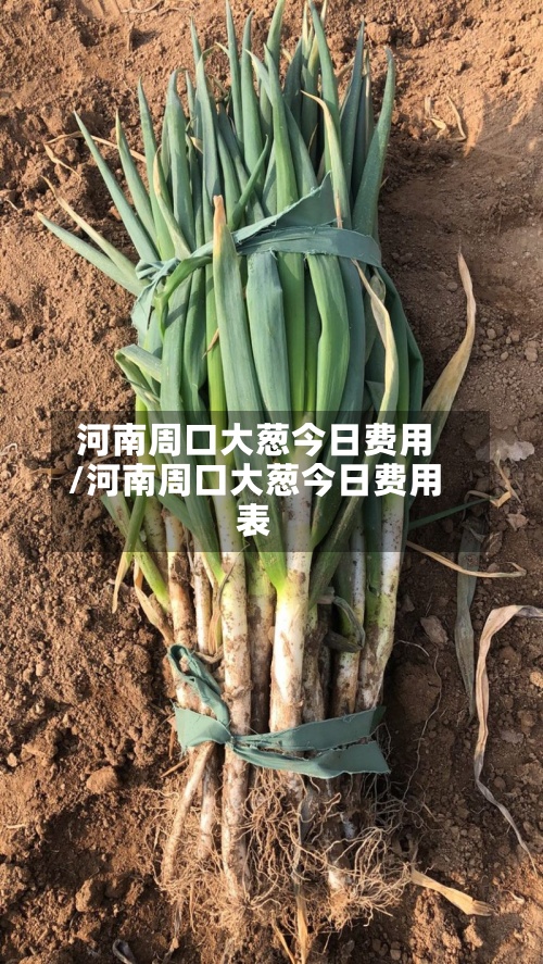 河南周口大葱今日费用/河南周口大葱今日费用表