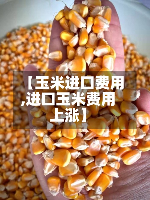 【玉米进口费用,进口玉米费用上涨】