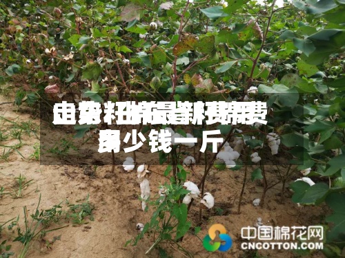 山东籽棉最新费用走势/山东省籽棉费用多少钱一斤