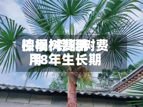 棕榈树费用淡季/棕榈树费用 18年生长期