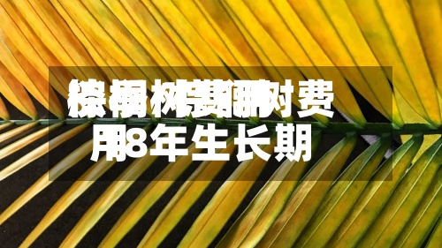 棕榈树费用淡季/棕榈树费用 18年生长期-第3张图片