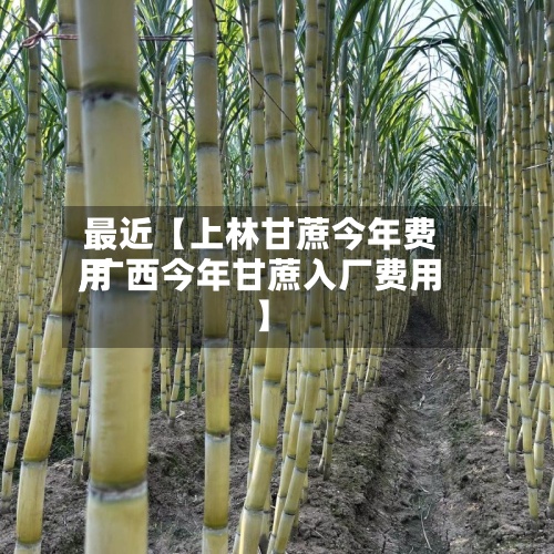 最近【上林甘蔗今年费用,广西今年甘蔗入厂费用】