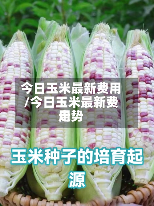 今日玉米最新费用/今日玉米最新费用走势-第3张图片