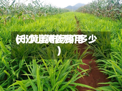 长沙小黄姜费用(小黄姜市场价多少)