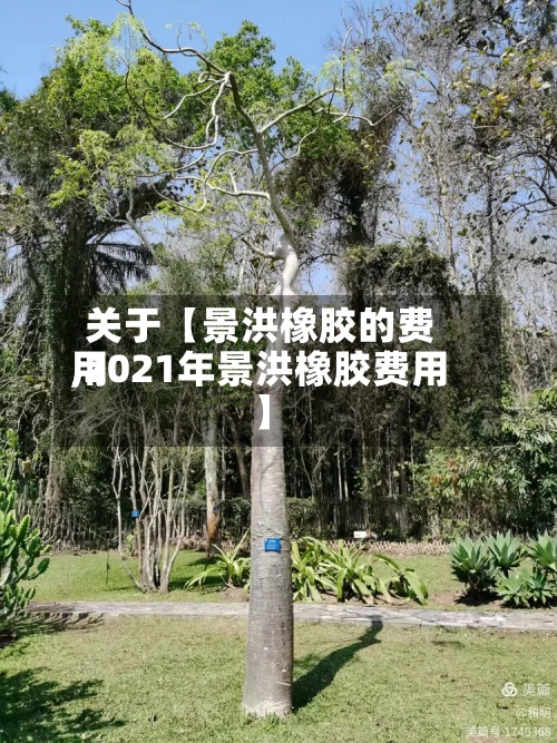 关于【景洪橡胶的费用,2021年景洪橡胶费用】