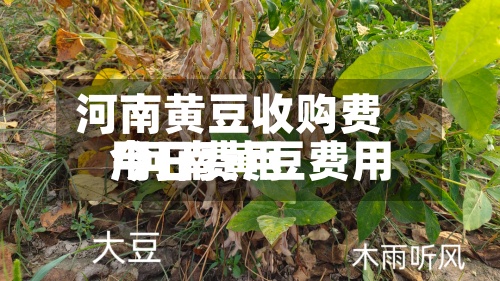 河南黄豆收购费用/河南黄豆费用今日费用