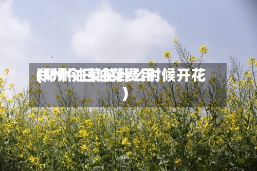 郑州今日油菜费用(郑州油菜花什么时候开花)