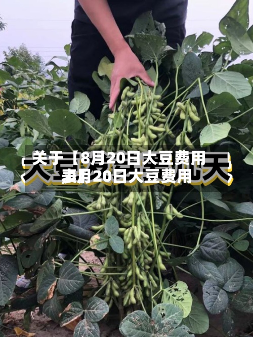关于【8月20日大豆费用,8月20日大豆费用表】