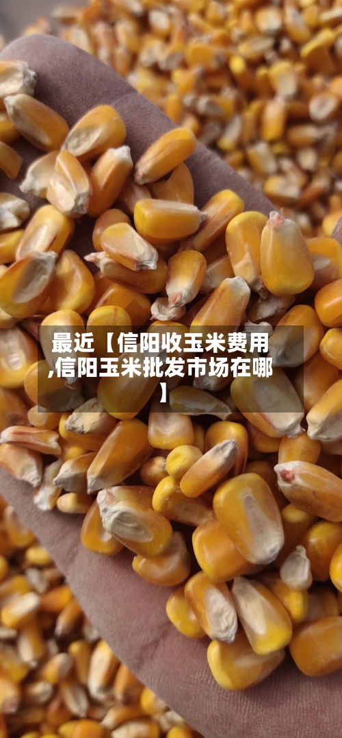 最近【信阳收玉米费用,信阳玉米批发市场在哪】