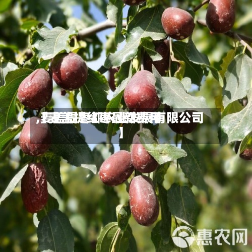 【麦盖提红枣最新费用
,麦盖提枣都农业发展有限公司】-第3张图片