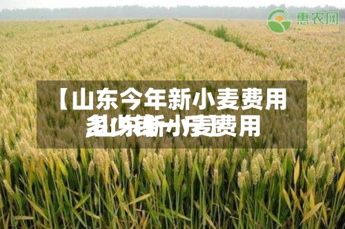 【山东今年新小麦费用
,山东新小麦费用
多少钱一斤】-第2张图片