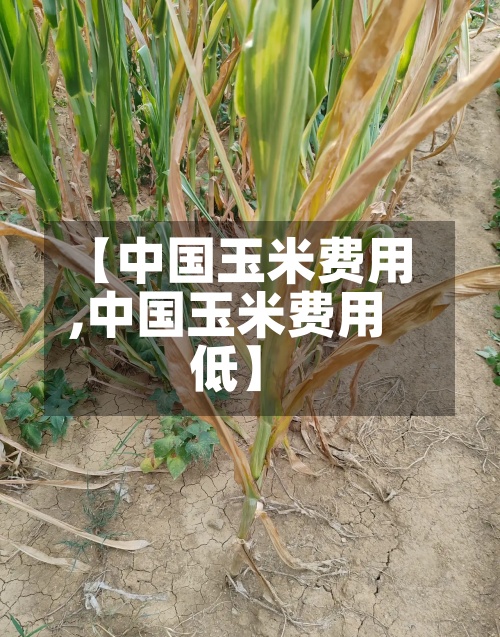 【中国玉米费用,中国玉米费用低】-第2张图片
