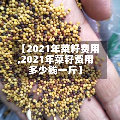 【2021年菜籽费用,2021年菜籽费用多少钱一斤】